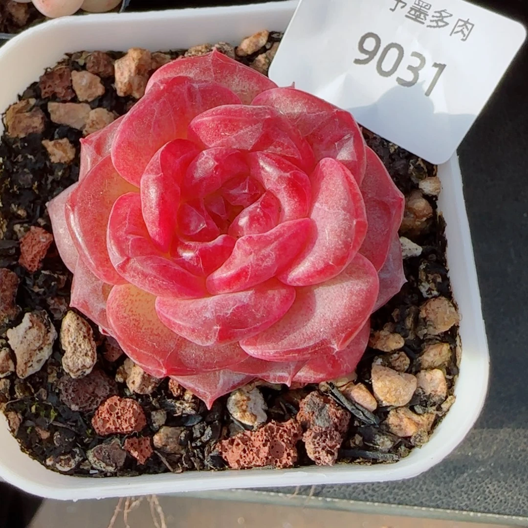 琥珀，9031多肉植物