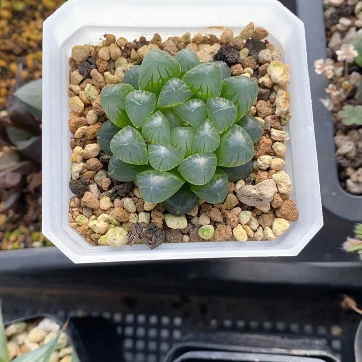 姬玉露一颗。 随机发货。 福利。