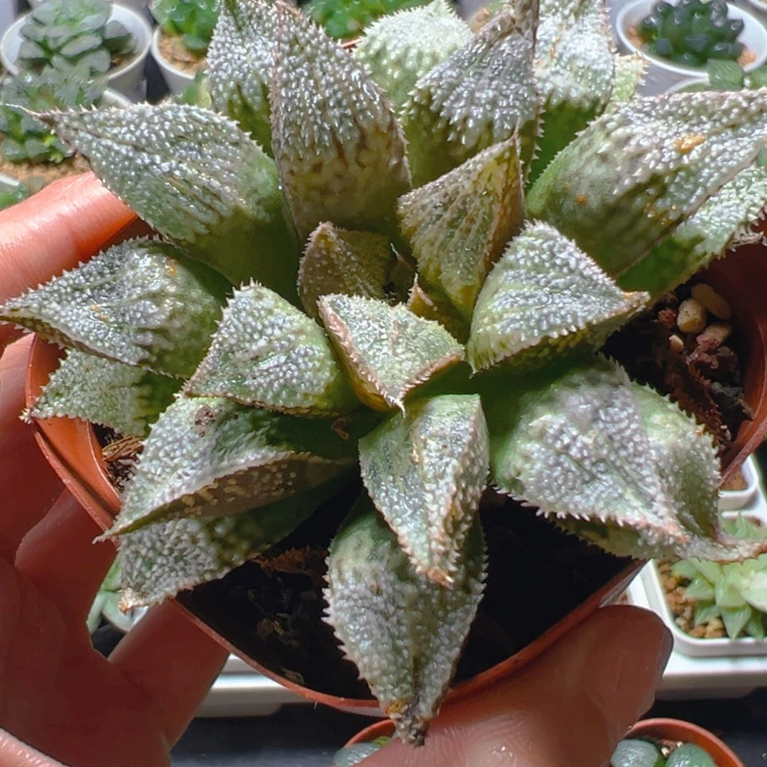 彩虹青蟹多肉多肉多肉1