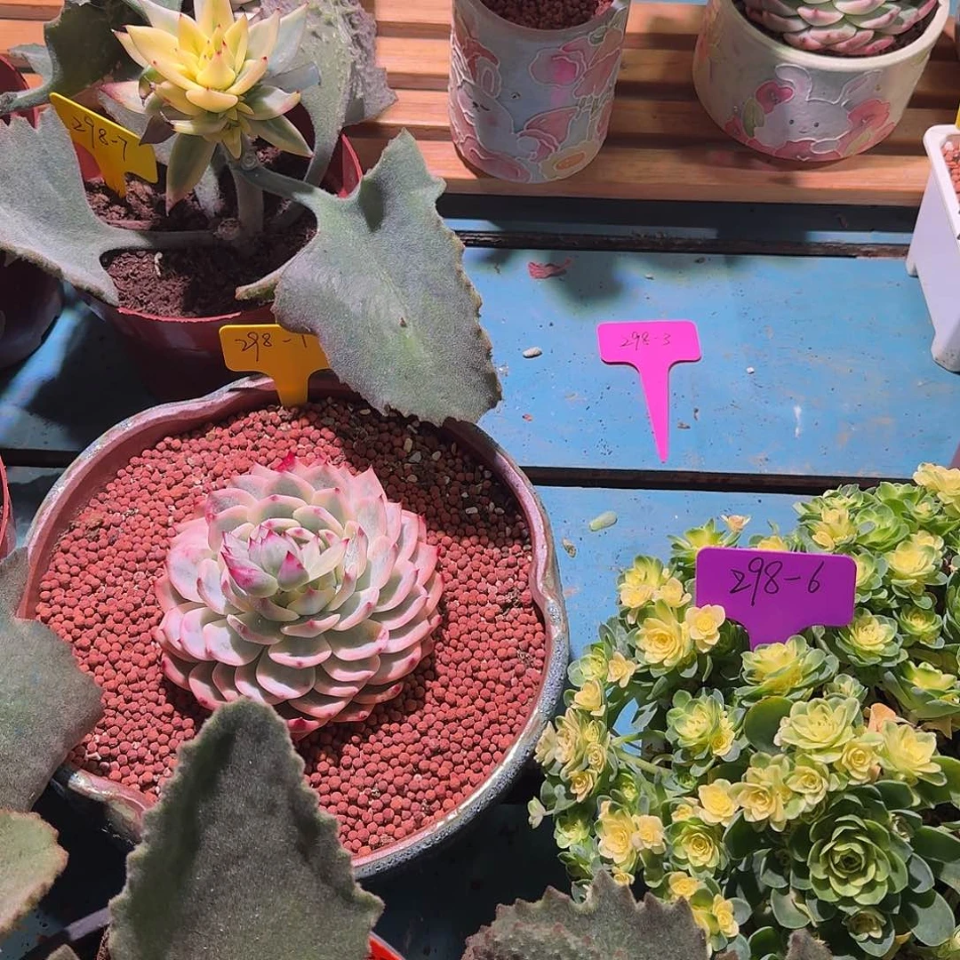 黄****家大转盘一次，不退不换