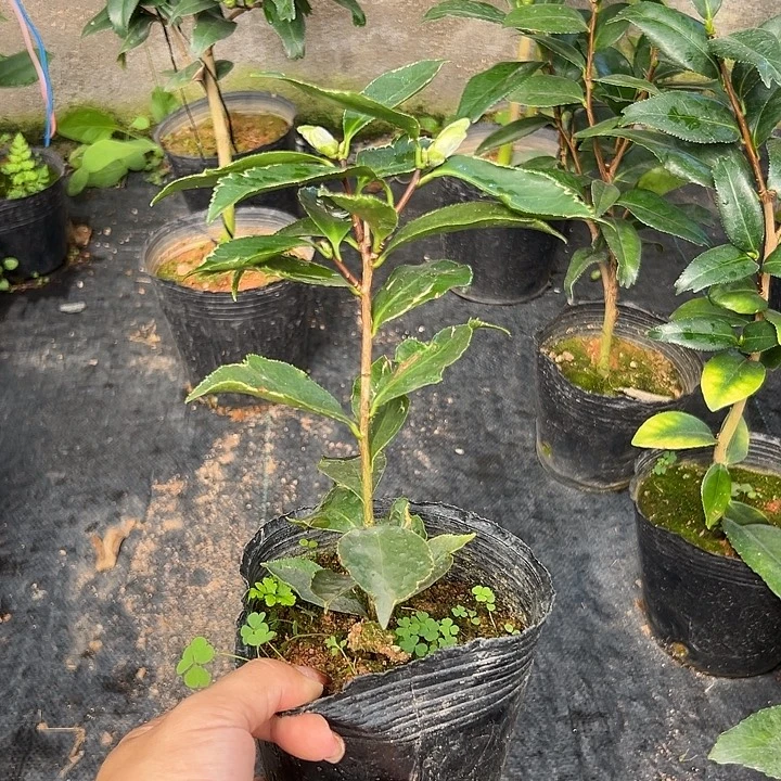 大部分花苞少量开放，金边赛