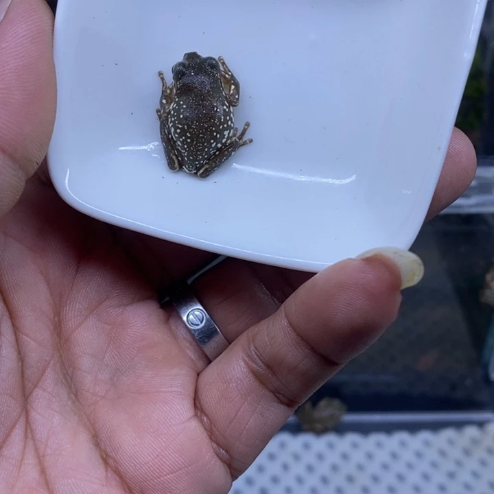老爷树蛙澳蓝雪花