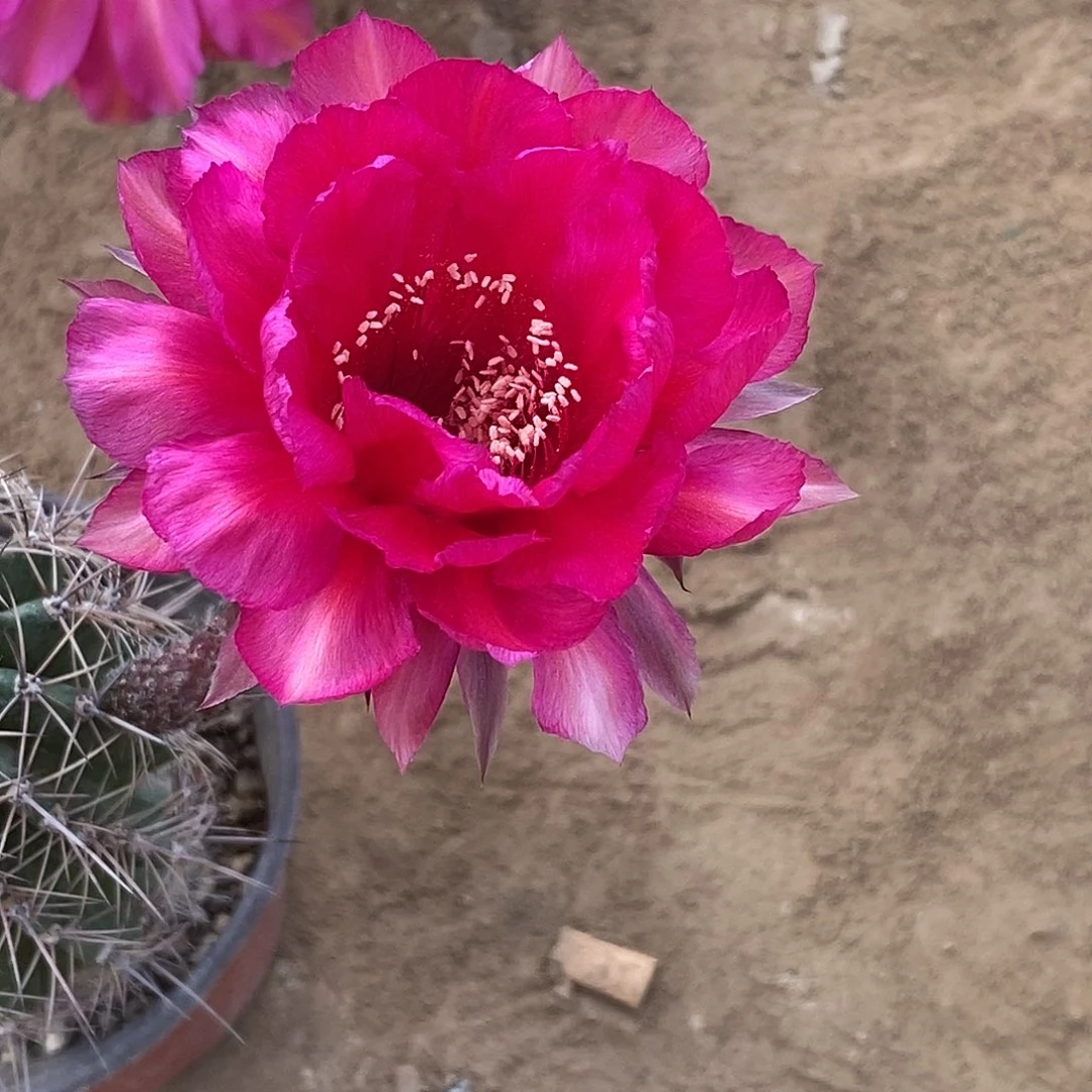 阿***桂诡计迷情脱土拖盆 20包邮