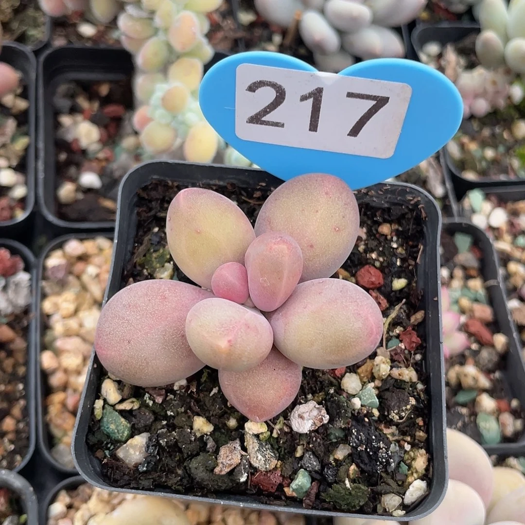 糖果美人 脱土发货 7口盆