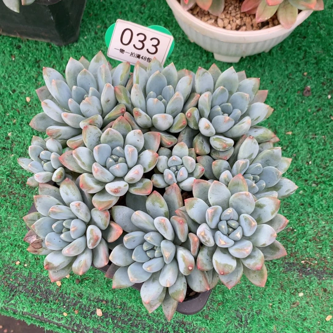 宽叶奶糖无砍平头033