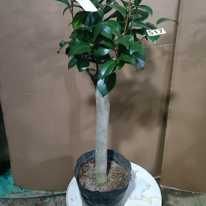 517葛蕾丝，原盆原土发货，不包邮