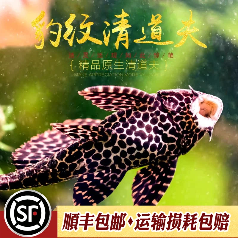豹纹清道夫热带鱼观赏工具鱼豹仔女王大帆异形琵琶清洁工具鱼