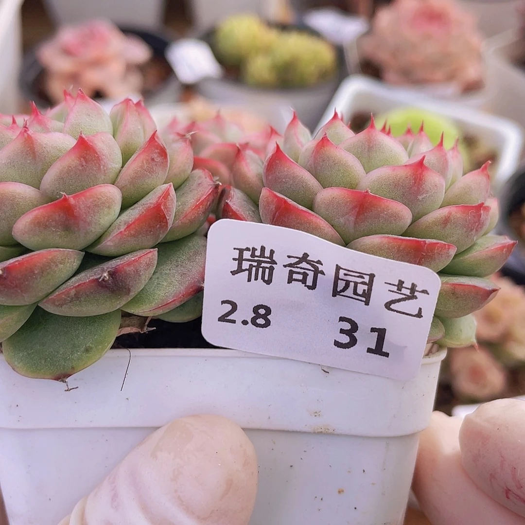 000000000000031一物一拍