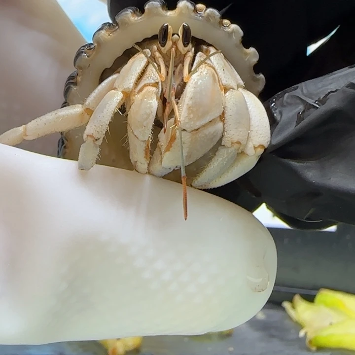 A167胖白 灰白1.5cm口径