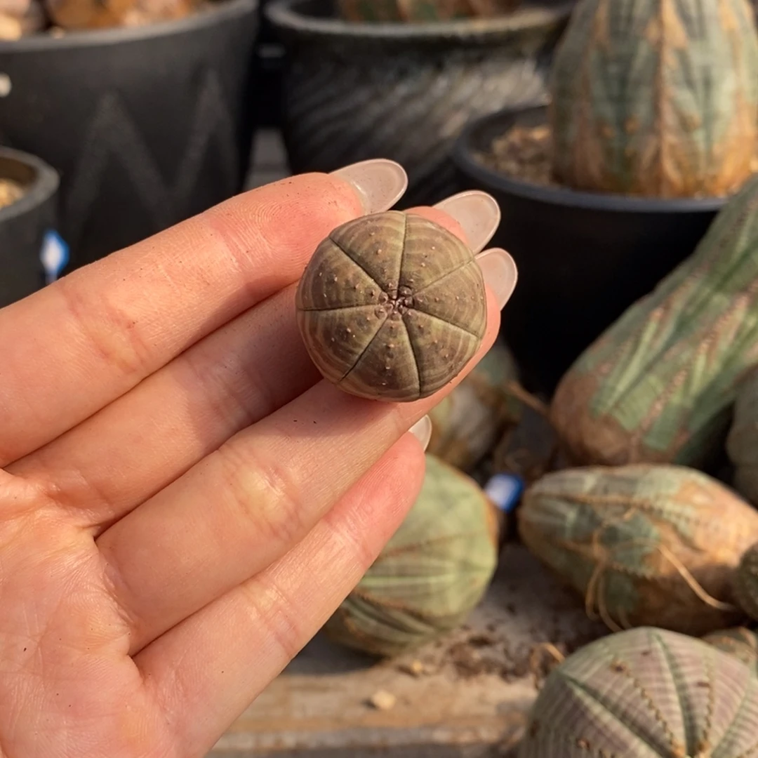 7欧系实生布纹球一物一拍