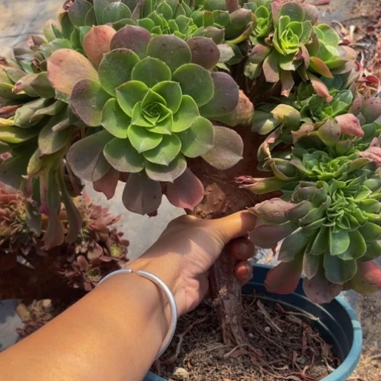 加州香炉盘缀朵朵