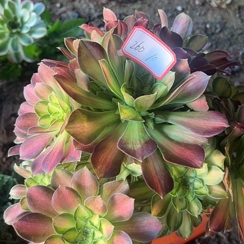 多肉植物韶华260