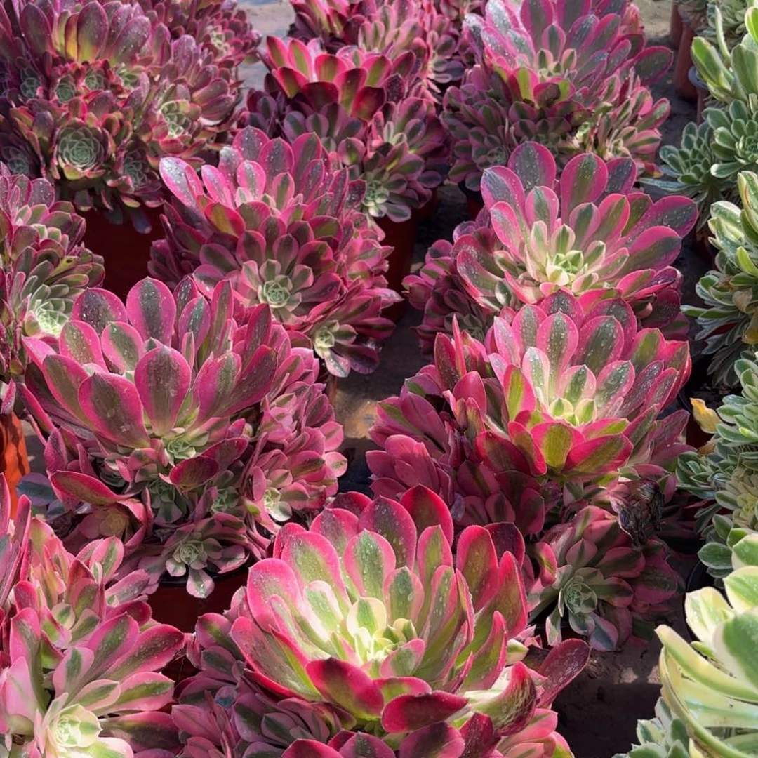 香妃9.9法师多肉手捧