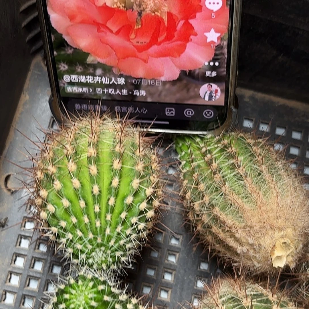 小宝贝徒张瑕痴球球