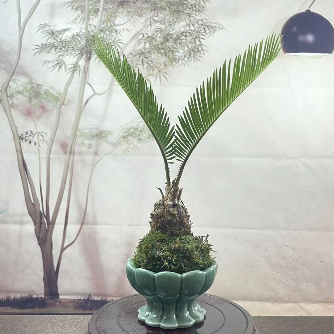 铁定行双叶铁树苔玉苔藓球禅意办公室客厅桌面好养水培植物去甲醛