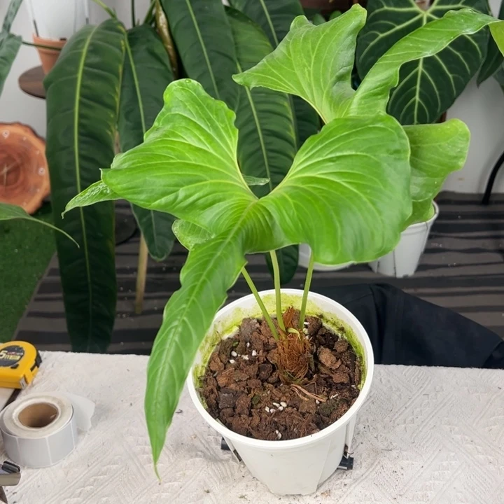 不开花植物进口龙形花烛