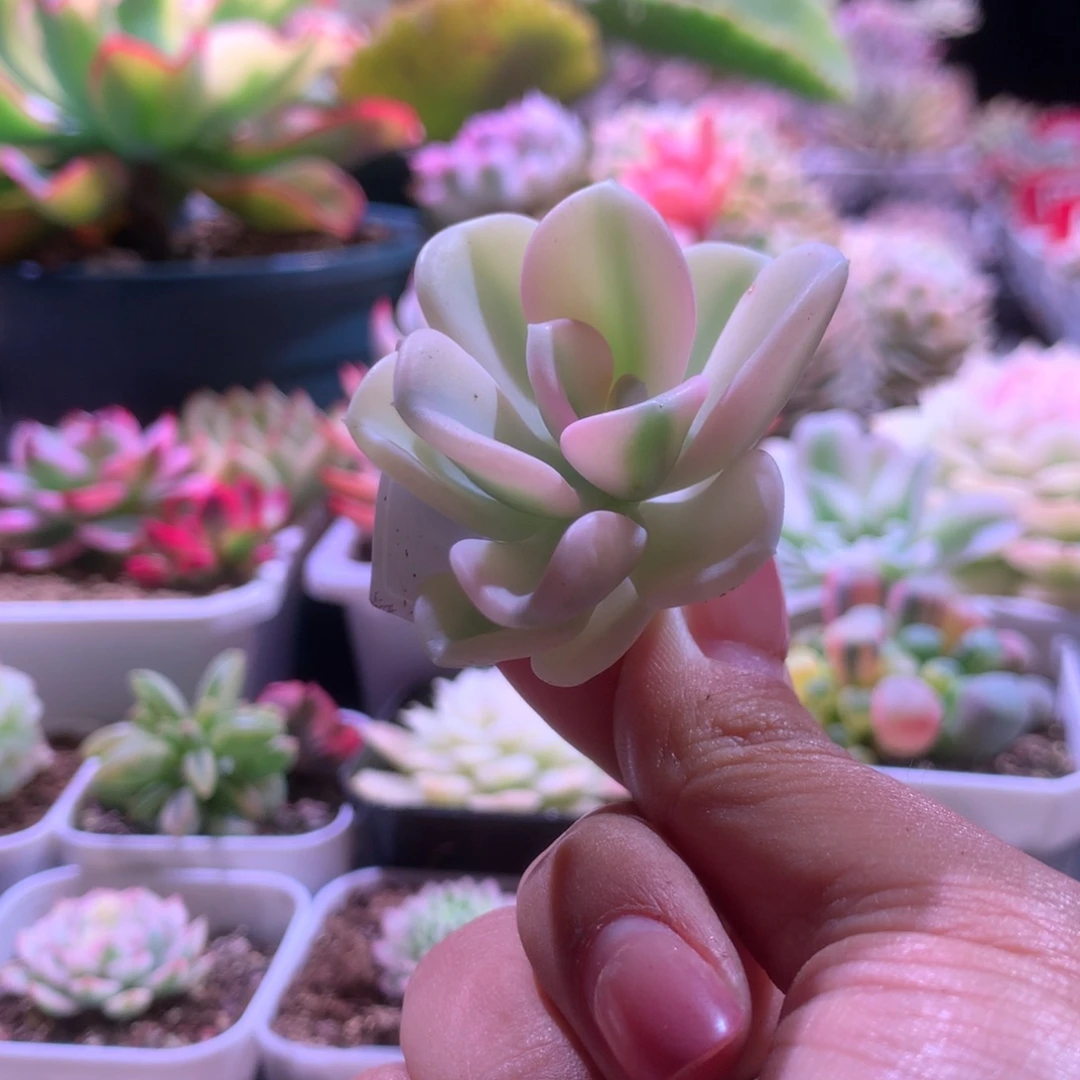 白基因美尻覆轮锦有杆子