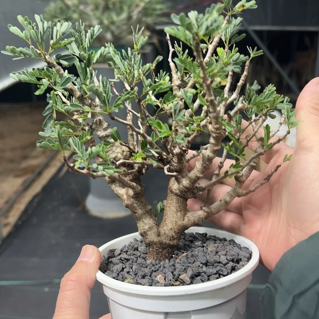 沙漠苏木66666666688888