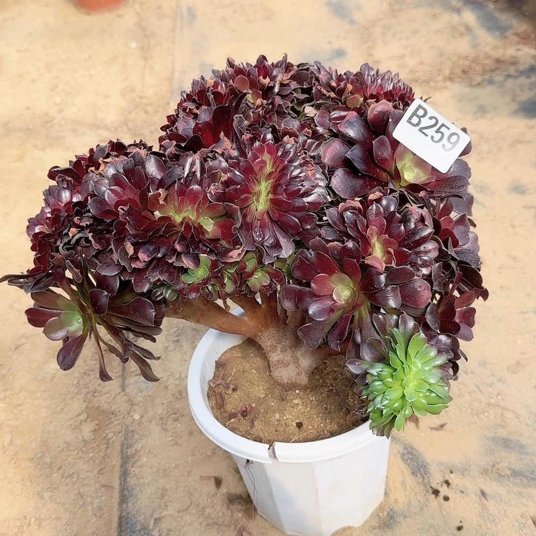 259欧紫一颗呀呀