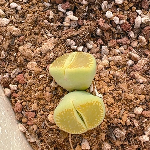 【闪购商品】25896