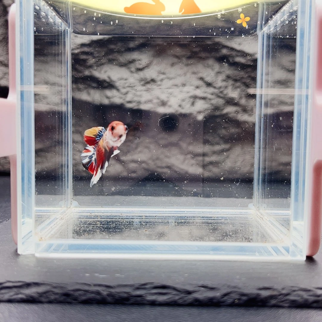 海水鱼宙斯斗鱼竞拍09-24