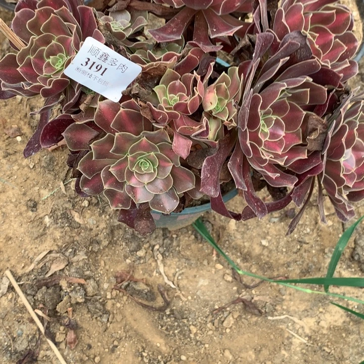 3191花纳多肉特价