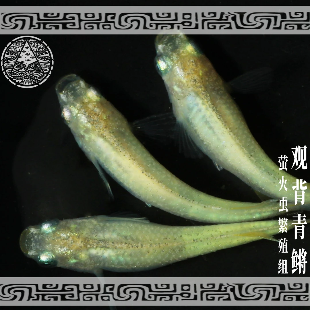 观背青鳉萤火虫繁殖组新手推荐好养易活无需打氧过滤加温渔场直发