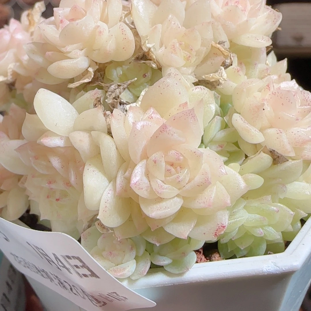 花语多肉0104-83散