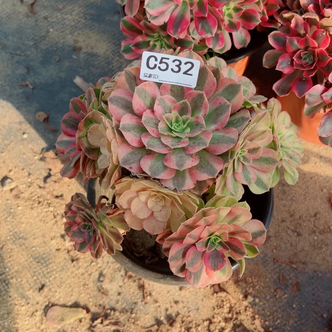532雨荷多肉植物法师多肉
