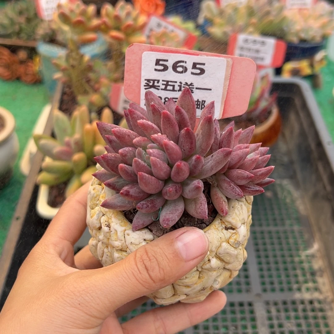 表妹精品多肉植物565.