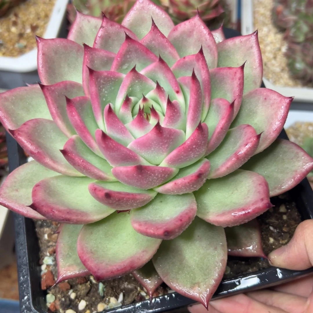 多肉植物一物一拍（112号）