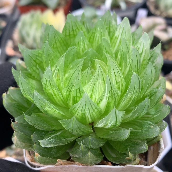 樱水晶玉露锦，带盆发货