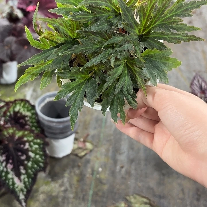 完全开放蝎尾裂秋海棠