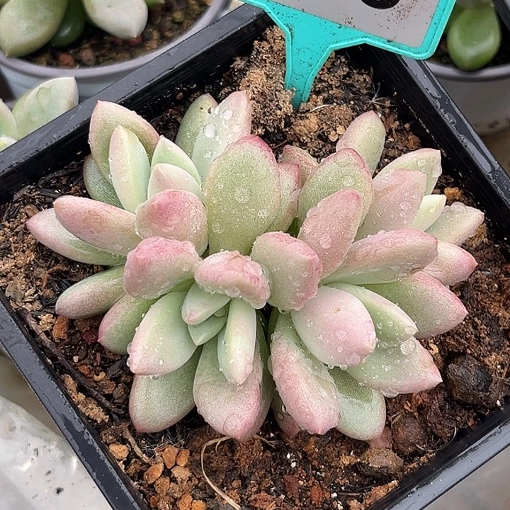 飘***雪赫本鲁斯一物一拍363