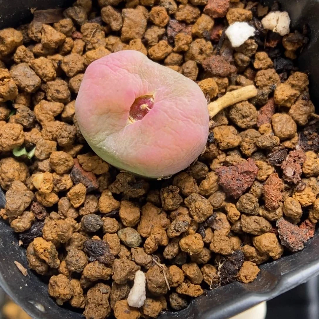 多肉植物肉锥杂交K-368