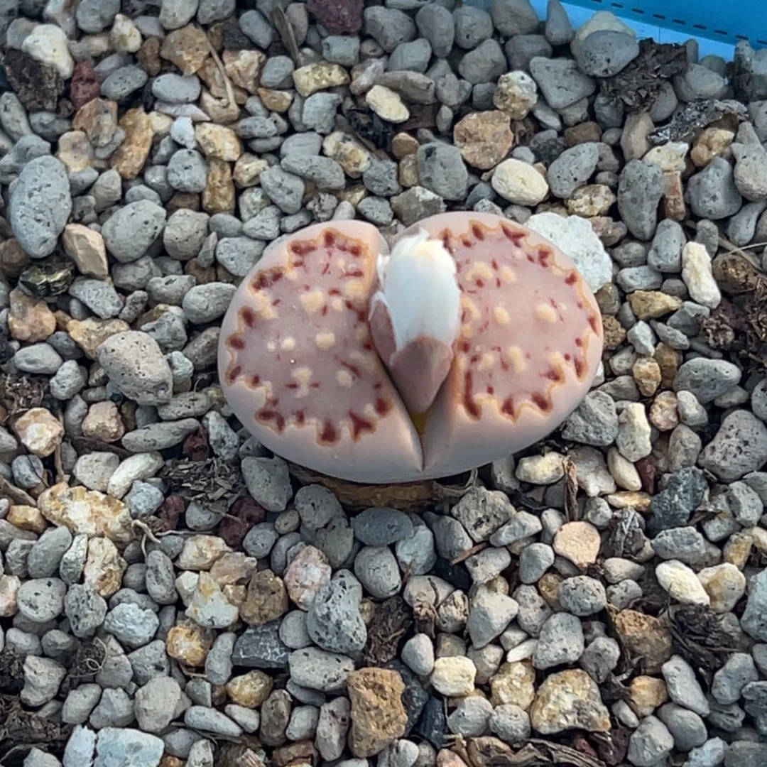 2938粉饼干一颗。