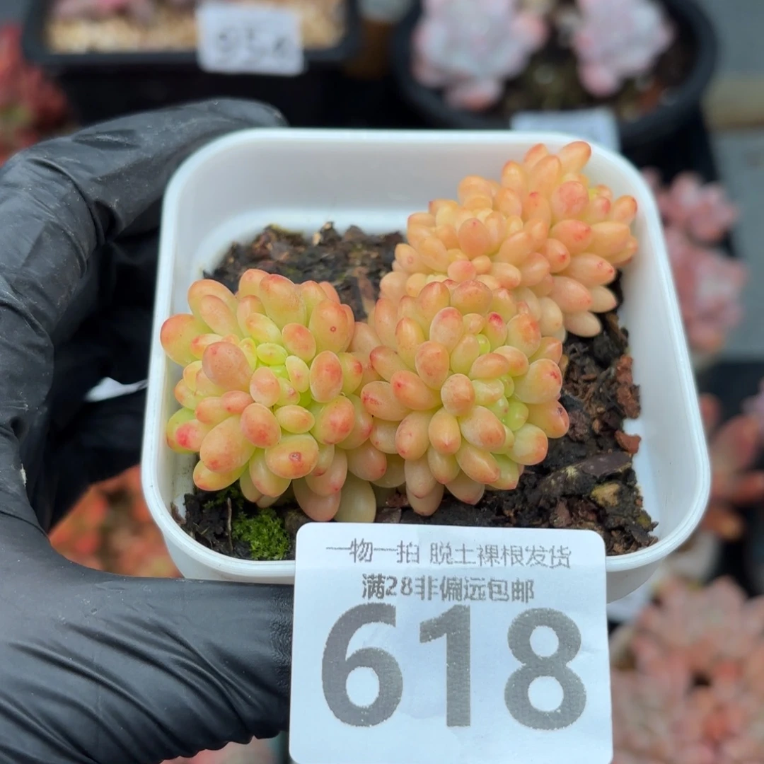 香格里拉无盆土发货