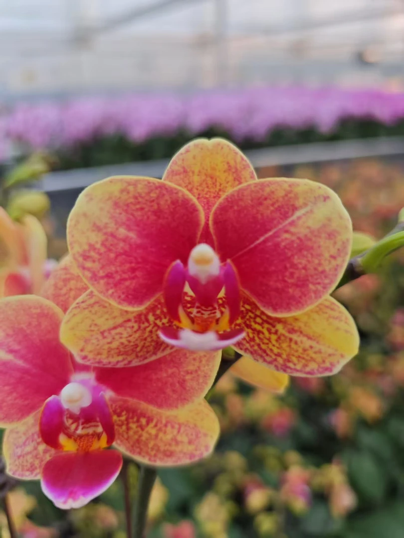 高品质橙色蝴蝶兰【金蝶】带花剑带花苞四季开花室内好养盆栽