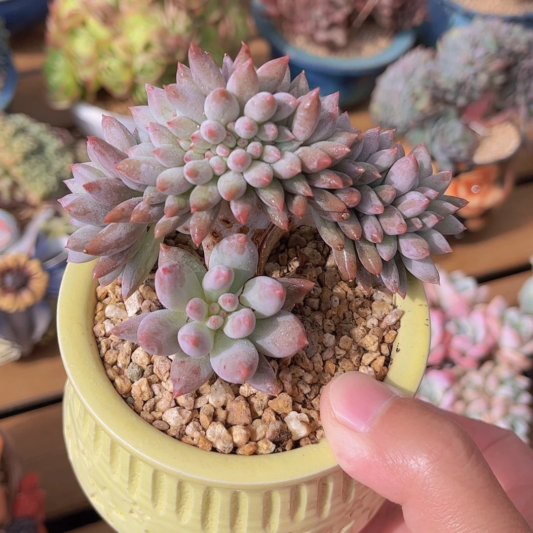 韩版所罗门龙头小树缀