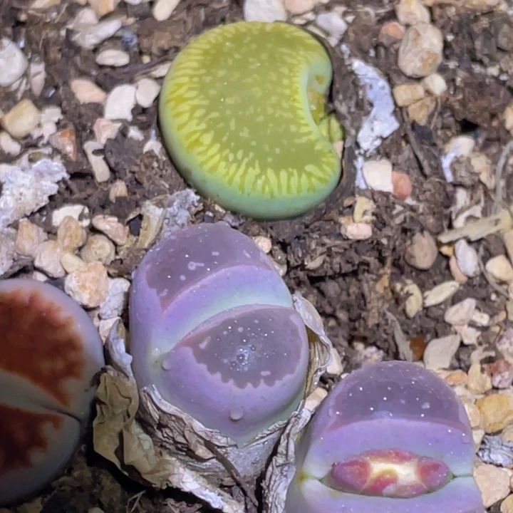 新***选15888888888895888855