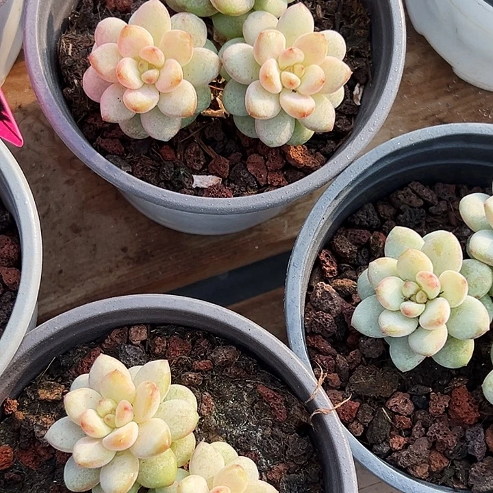 两盆      阳光青提