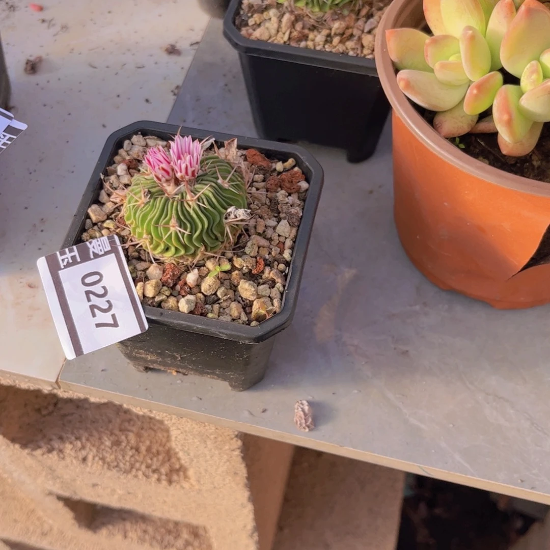 球球球球球球0227