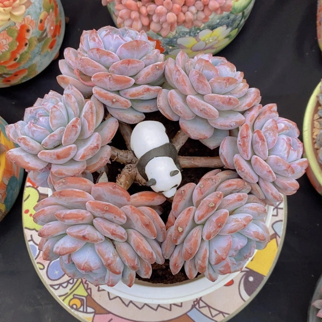 ****葱星颖 一物一拍。