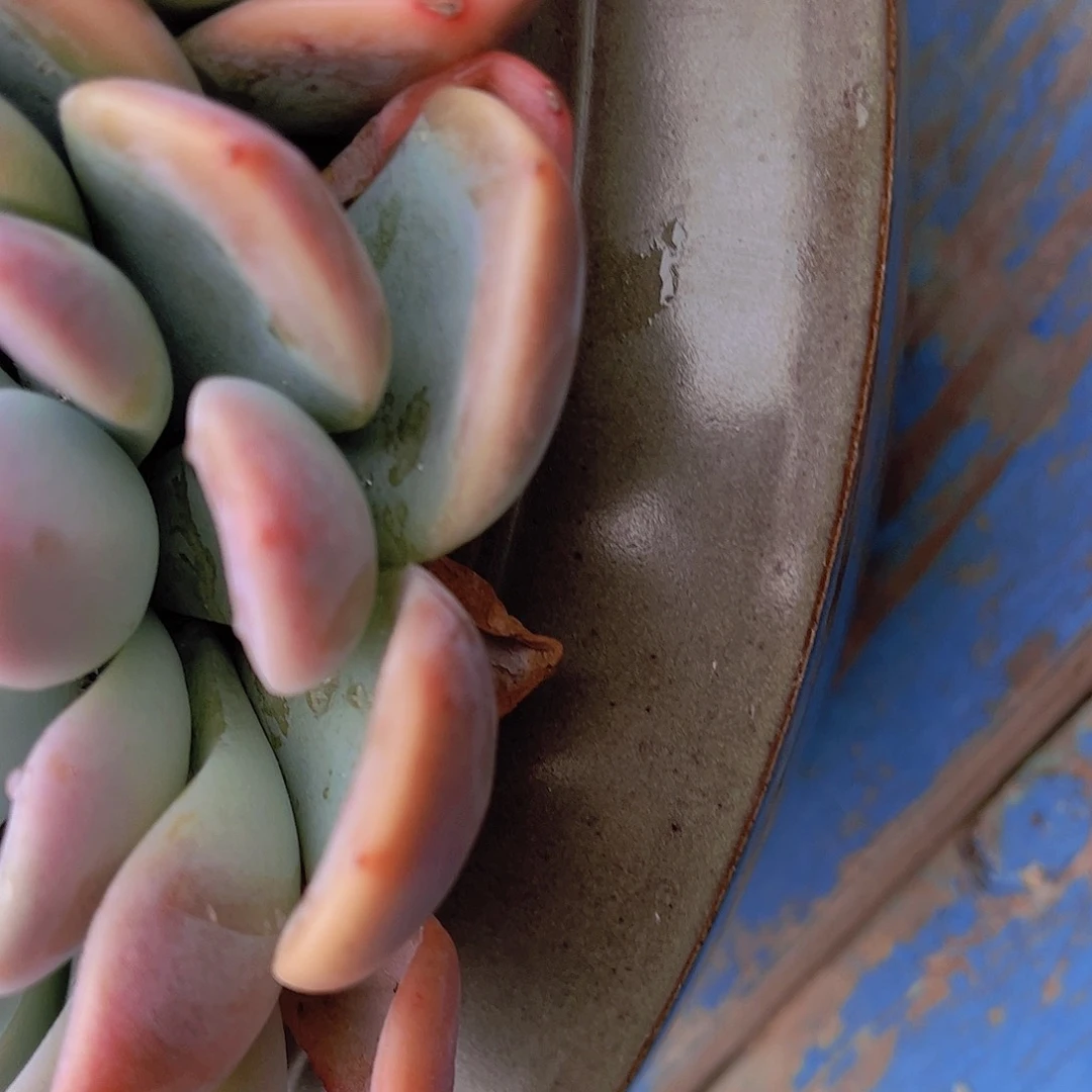 无*多肉植物保护研究所