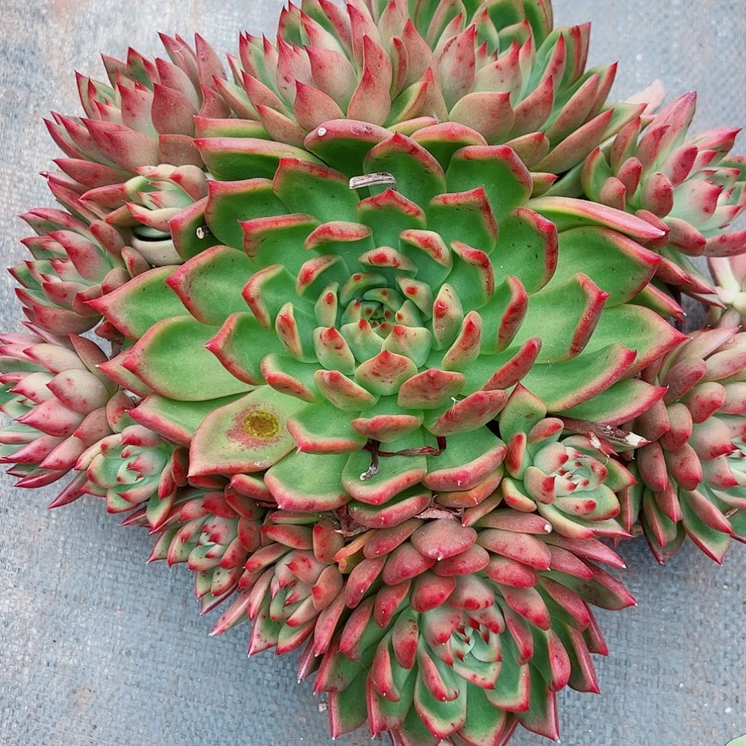 弗兰克杂手捧花，一物一拍