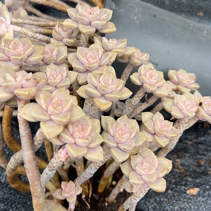 无花朵大阿伦配。