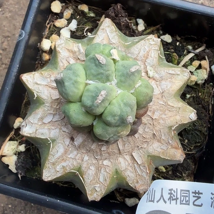 无花朵374蛋蛋怒涛牡丹