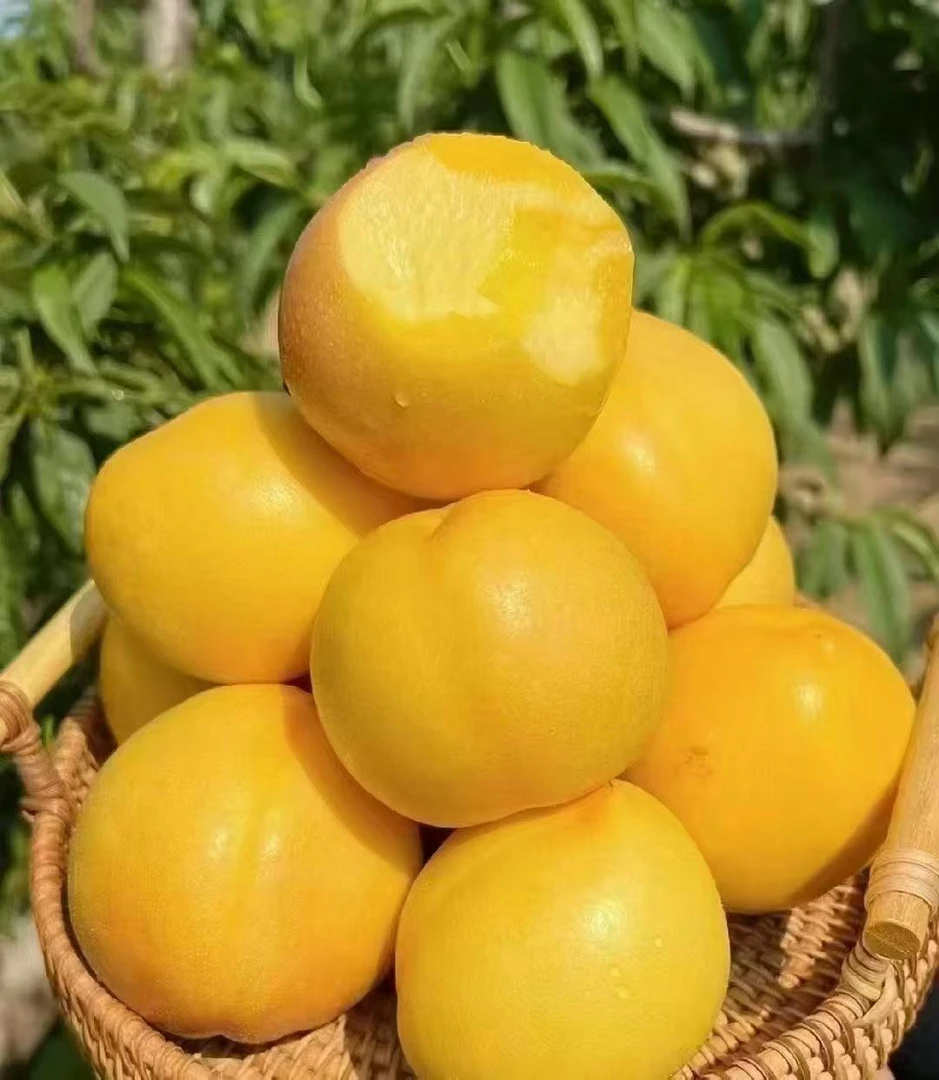 平谷大桃甄选黄金油桃脆甜黄肉现摘硬脆当季孕妇水果脆甜多