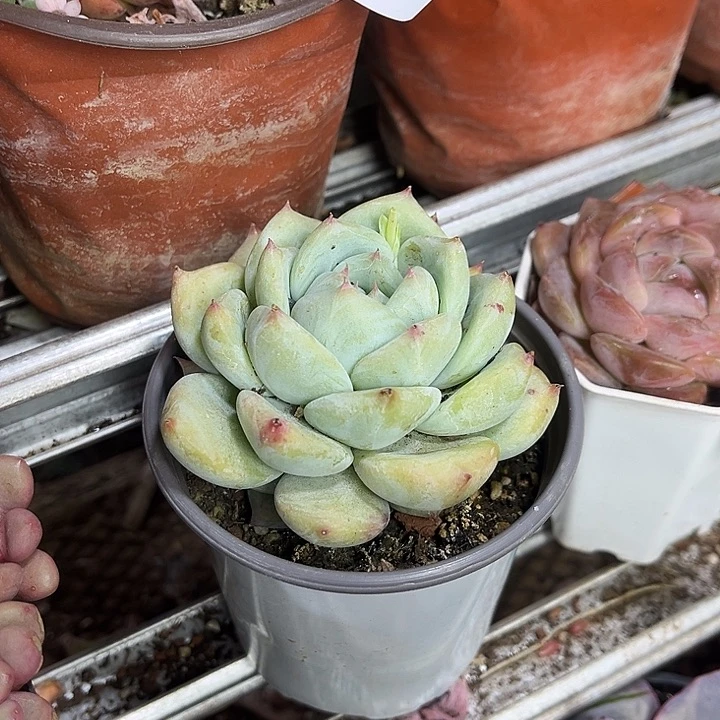 多肉植物白拉糖单头