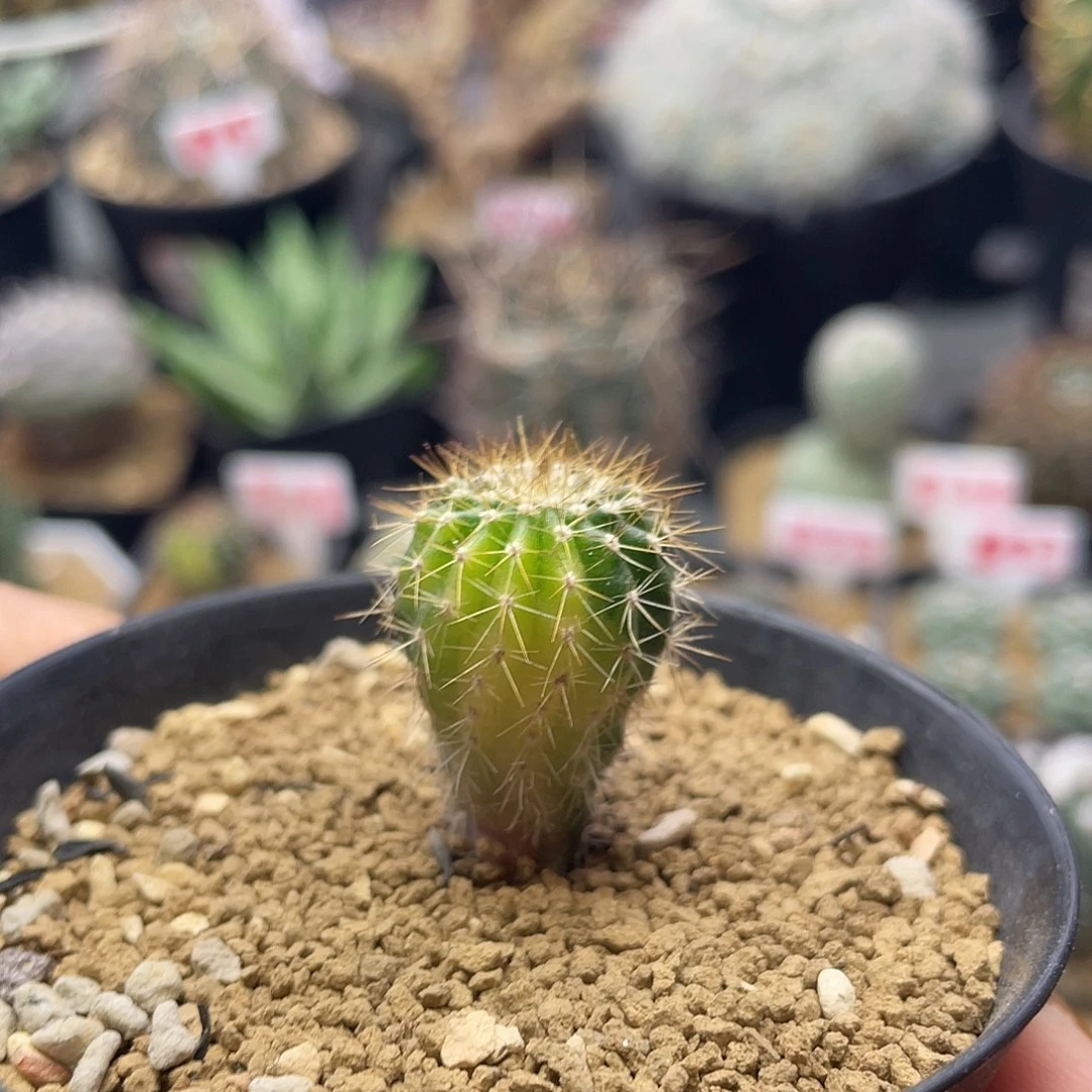 实生节刺尤伯球锦仙人球